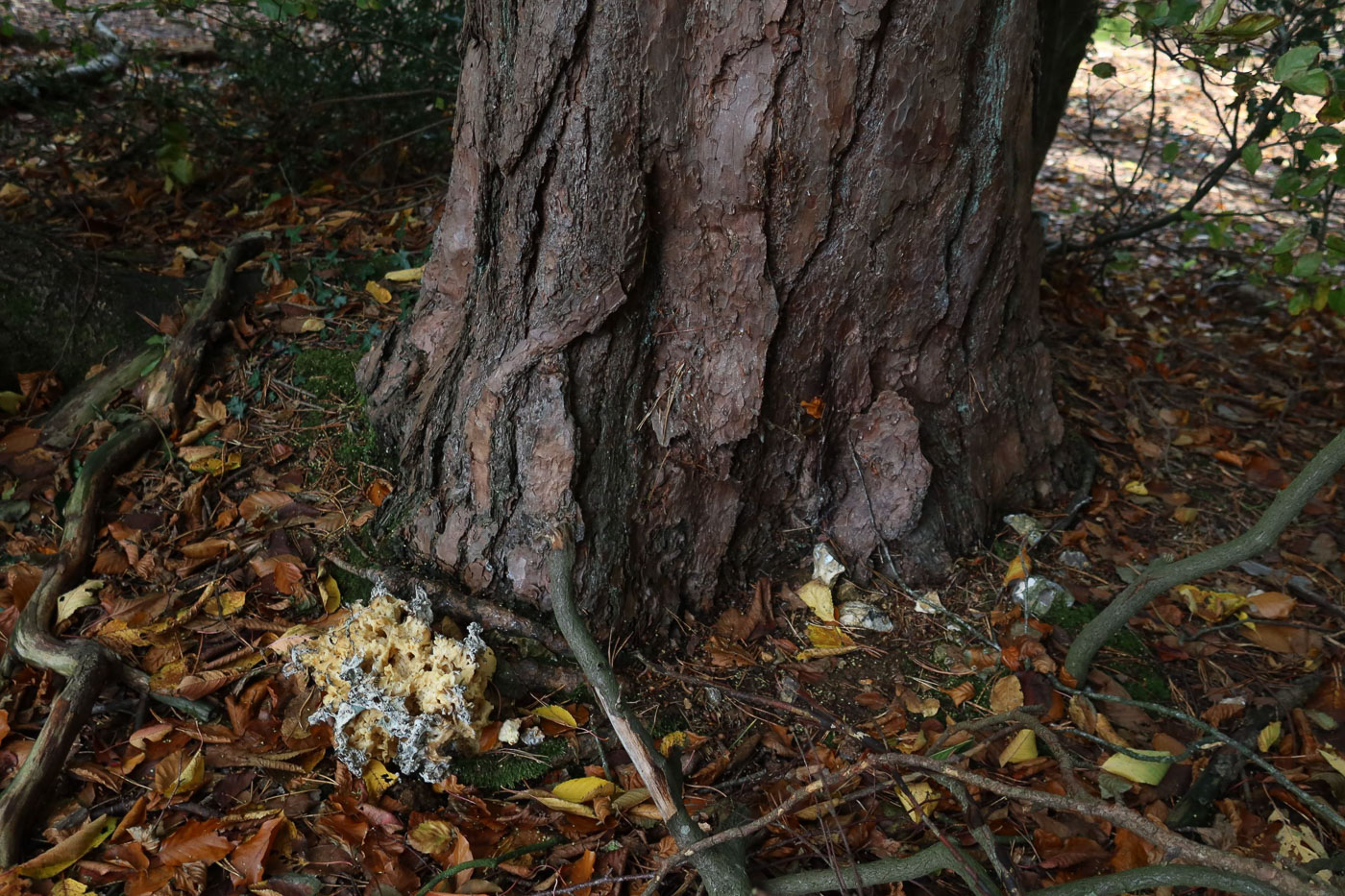 Photo © Claire Williams Sparassis crispa by Claire Williams